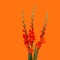 Minimal Red Gladiolus on orange