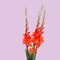 Minimal Red Gladiolus on purple