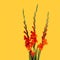 Minimal Red Gladiolus on yellow