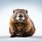 Minimal Retouched Groundhog: Sharp And Clever Humor In National Geographic Style