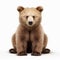 Minimal Retouching: Bear Cub Sitting Down In Ultra Hd