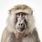 Minimal Retouching: Closeup Portrait Of A Tanbi Kei Monkey