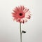Minimal Retouching: Graceful 3d Image Of Pink Gerber Daisy