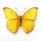 Minimal Retouching: Orange Sulphur Butterfly On White Background