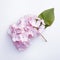 Minimal Retouching: Pink Flowers On White Ground