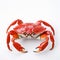 Minimal Retouching: Red Crab In White Background