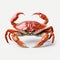 Minimal Retouching: Red Crab On White Background