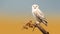 Minimal Retouching: Snowy Owl Perched On Branch In Yuan Dynasty Style