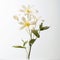 Minimal Retouching: Stunning White Flowers On A White Background