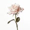 Minimal Retouching: A Stunning White Rose On White Background