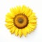 Minimal Retouching Sunflower With White Background