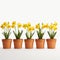 Minimal Retouching: Vibrant Yellow Daffodils In A Pot