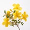 Minimal Retouching: Yellow Azalea Flowers On White Background
