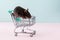 Minimal shoping concept with rat in grocery trolley