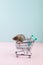 Minimal shoping concept with rat in grocery trolley