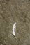 Minimal simple single white feather on hard brown flat ground in bright sunlight, midday.