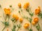 Minimal style composition from orange colored flowers Trollies or Globeflower on beige background, monochrome aesthetic botanical