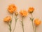 Minimal style composition from orange colored flowers Trollies or Globeflower on beige background, monochrome aesthetic botanical