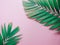 Minimal summer background concept with green palm leaf on pink p