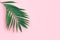 Minimal tropical green palm leaf on  pink paper background