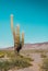 Minimal vertical picture of a cardon cactus with brown mountains in the background and blue sky