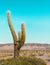 Minimal vertical picture of a giant cardon cactus with brown mountains in the background and blue copy