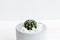 Minimal white theme small cute cactus in cement pots