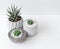 Minimal white theme small cute cactus and zebra prints haworthia in cement pots