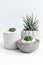 Minimal white theme small cute cactus and zebra prints haworthia in cement pots