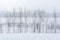 Minimal winter landscape, group of trees with the lake and mountain background during snowfall on winter day, copy space, Hokkaido