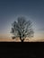 Minimalism autumn trees in the field at sunset