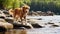 Minimalism: Happy Girl And Boxer Crossing Stream With Nova Scotia Duck Tolling Retriever