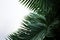 Minimalism meets nature a palm leaf banner enhances simplicity with botanical grace