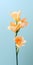 Minimalist 3d Orange Flower Wallpaper For Sensational And Samsung Qn900a