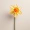 Minimalist 3d Render Of Yellow Daffodil On Light Beige Background