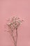Minimalist aestethic floral composition, gypsophila flower with sunlight shadows on pale pink background