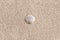 Minimalist aesthetic hot summer vacation concept, sea shell on neutral beige beach sand background