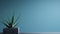 Minimalist Aloe Vera Plant On Blue Wall Interior