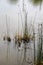 Minimalist background image of weeds growing in water with reflections and shadows - vertical