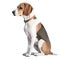 Minimalist Beagle Watercolor Painting in Soft Pastel Colors on White Background for Invitations and Posters.