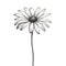 Minimalist Black And White Daisy Drawing With Whimsical Figuratives