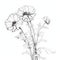 Minimalist Black And White Flower Drawing: Chrysanthemum Shaped Snapdragon