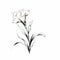 Minimalist Black And White Flower Drawing: Graceful Curves And Luminous Brushwork