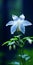 Minimalist Blue Columbine Mobile Wallpaper For Sensational And Samsung Tu8000