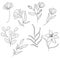 Minimalist botanical sketch, hand-drawn flower, leaf. Thin line, tattoo design