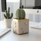 Minimalist Cactus Decoration: A Pot Plant Inside a Gift Box for Modern Home or Home Office Desk. Generative AI