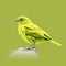 Minimalist Canary Sketch In Green And White With Thick Lines And Best Quality 8k Resolution