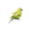 Minimalist Canary Sketch In Green And White With Thick Lines And Best Quality 8k Resolution