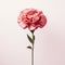 Minimalist Carnation Image With Rose On White Background