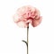 Minimalist Carnation Image With Rose On White Background